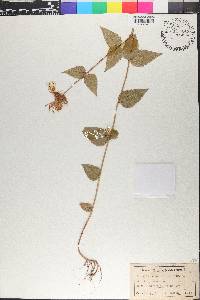 Monarda bradburiana image