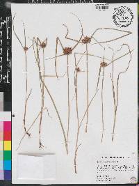 Cyperus sanguinolentus image