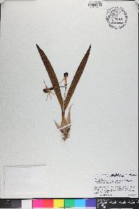 Prosthechea cochleata image