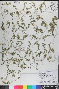 Desmodium triflorum image