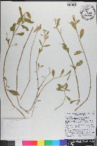 Alternanthera philoxeroides image