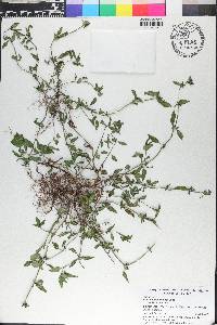 Spermacoce remota image