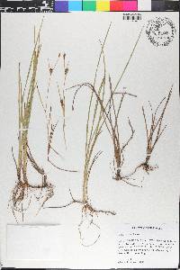 Carex crawei image