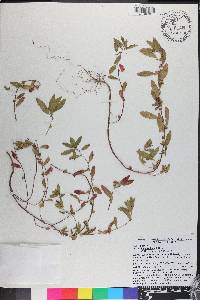 Acalypha gracilens image