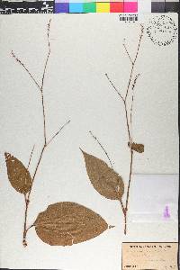 Persicaria orientalis image