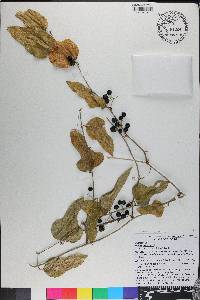 Smilax bona-nox image