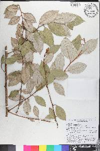 Elaeagnus pungens image