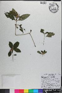 Ruellia caroliniensis image