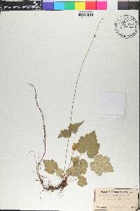 Mitella diphylla image