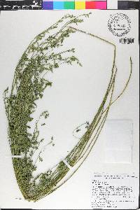 Zornia latifolia image