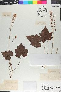 Tiarella cordifolia image