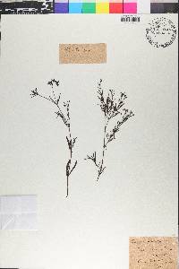 Hedyotis stenophylla image
