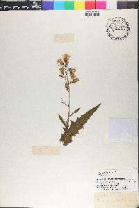Lactuca floridana image