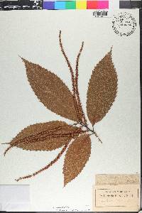 Castanea sativa image