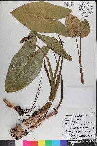 Peltandra virginica image