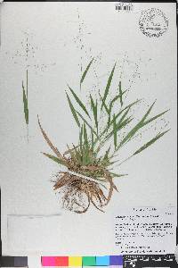 Dichanthelium laxiflorum image