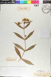 Bidens laevis image