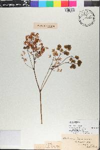 Thalictrum dioicum image