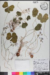 Oxalis debilis image