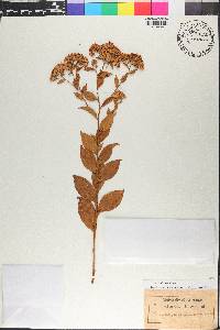 Sericocarpus asteroides image