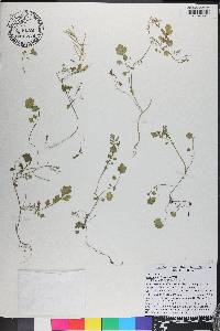 Cardamine flexuosa image