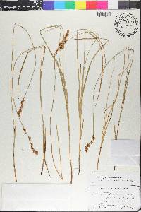 Carex prairea image