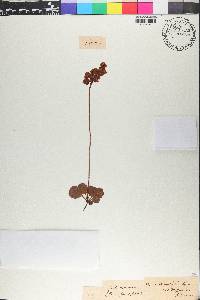 Pyrola rotundifolia image