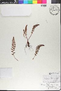 Woodsia ilvensis image