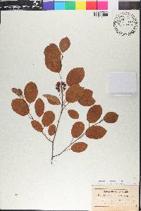 Amelanchier canadensis image