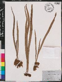 Polytaenium lineatum image
