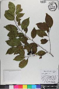 Prunus myrtifolia image