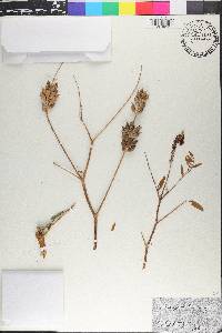 Astragalus canadensis image