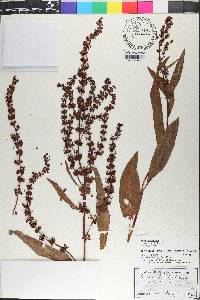 Rumex orbiculatus image