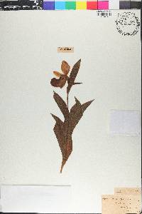 Cypripedium reginae image