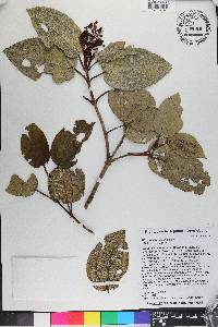 Miconia alainii image