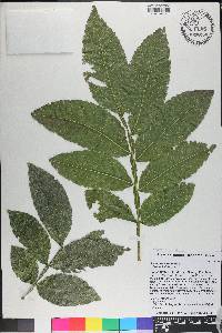 Sapindus saponaria image