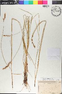 Carex prairea image