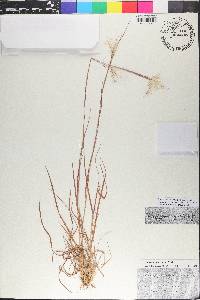 Andropogon ternarius image