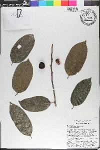 Diospyros frutescens image