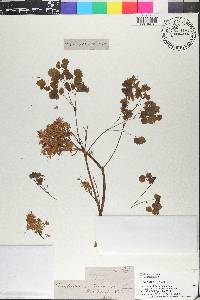 Thalictrum dioicum image