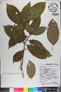 Miconia lomensis image