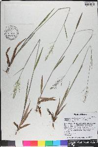 Dichanthelium dichotomum subsp. roanokense image