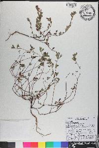 Chamaesyce hyssopifolia image