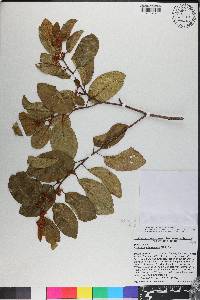 Colubrina arborescens image