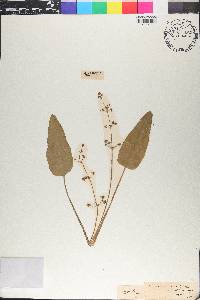 Sagittaria variabilis image