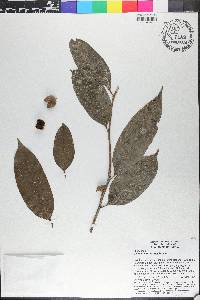 Diospyros frutescens image