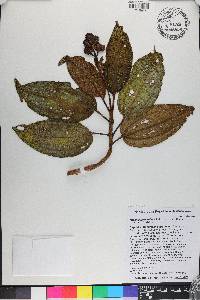 Miconia howardiana image