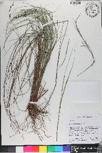 Scleria lithosperma image