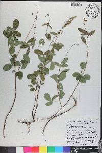 Desmodium incanum image