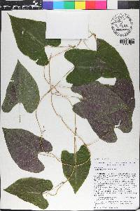 Dioscorea dodecaneura image